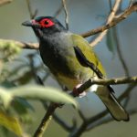 Australian Green_Figbird - male